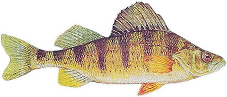 Candlewood Lake yellow perch