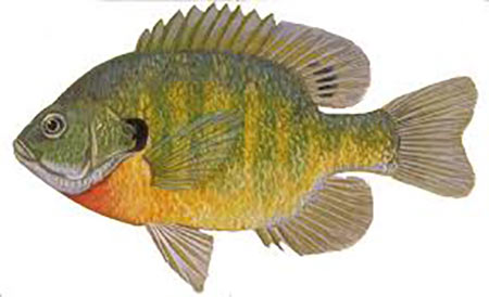 Candlewood Lake bluegill