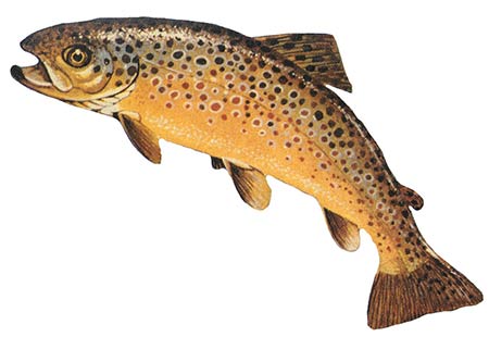Candlewood Lake brown trout