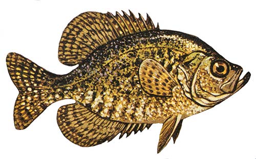 Candlewood Lake crappie