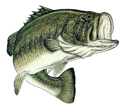 Candlewood Lake largemouth bass