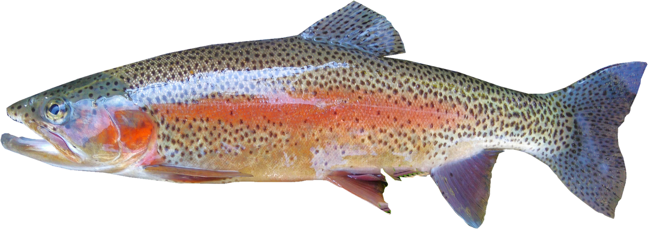 Candlewood Lake rainbow trout