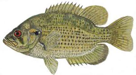 Candlewood Lake Rock Bass