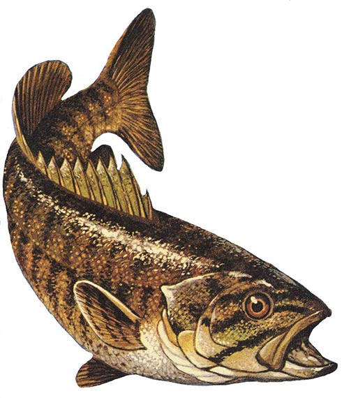 Candlewood Lake smallmouth bass