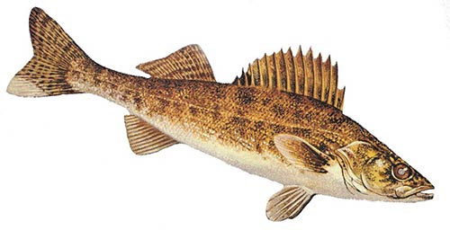 Candlewood Lake walleye