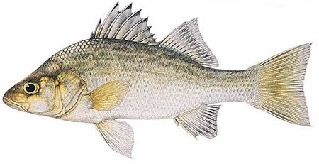 Candlewood Lake white perch